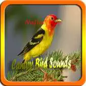 Free play online Canary Bird Sounds Offline APK