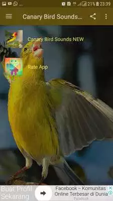Play Canary Bird Sounds Offline