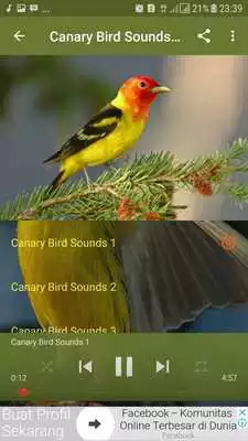 Play Canary Bird Sounds Offline