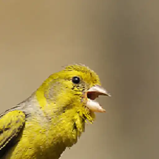Play canary APK