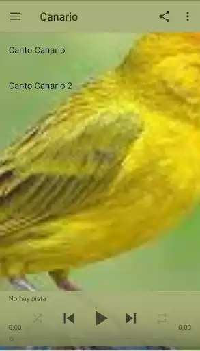 Play canary  and enjoy canary with UptoPlay
