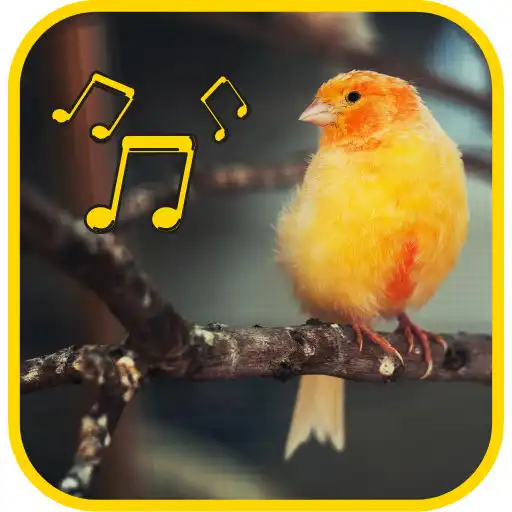 Play canary singing master APK