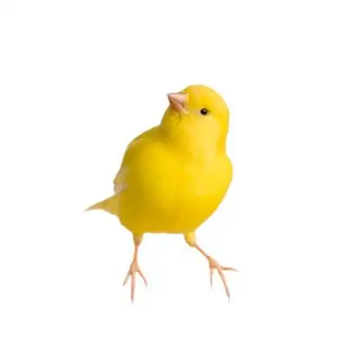 Play Canary song APK Play Canary song APK