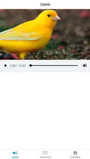 Play Canary song  and enjoy Canary song with UptoPlay