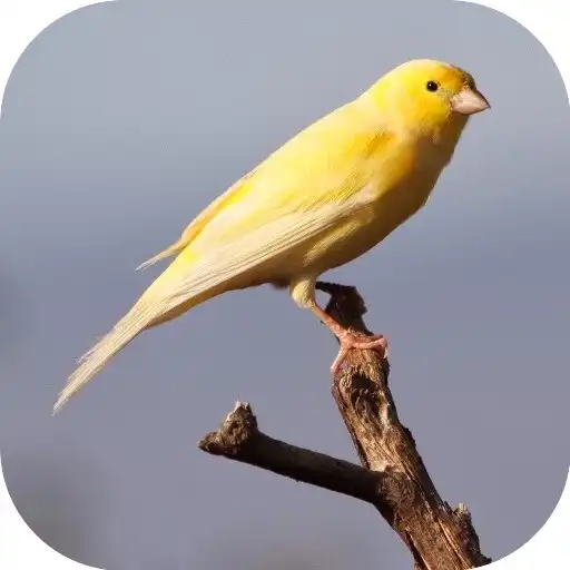 Play Canary Sound APK