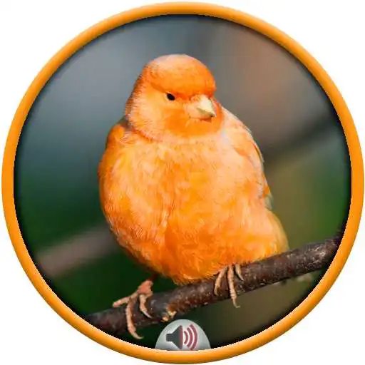 Run free android online Canary Sounds APK Run free android online Canary Sounds APK