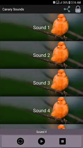 Play APK Canary Sounds  and enjoy Canary Sounds with UptoPlay 