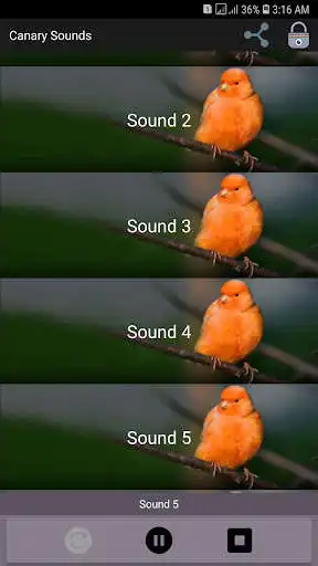 Play APK Canary Sounds  and enjoy Canary Sounds with UptoPlay 