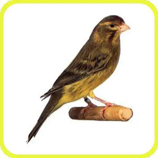 Play Canary Timbrado HD APK