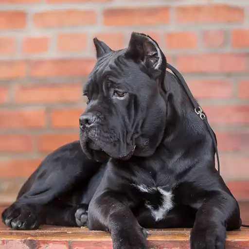 Play Cane Corso Wallpaper APK