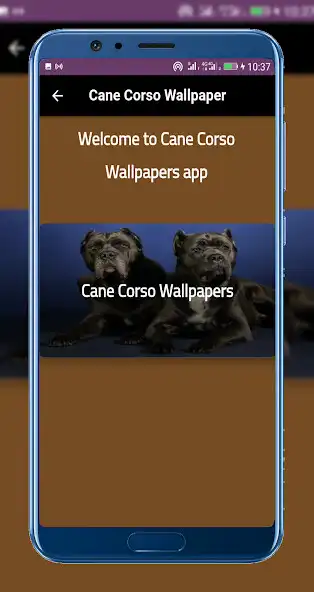 Play Cane Corso Wallpaper as an online game online Cane Corso Wallpaper with UptoPlay Play Cane Corso Wallpaper as an online game Cane Corso Wallpaper with UptoPlay