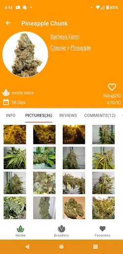 Play Cannabis Strain Companion Free as an online game Cannabis Strain Companion Free with UptoPlay