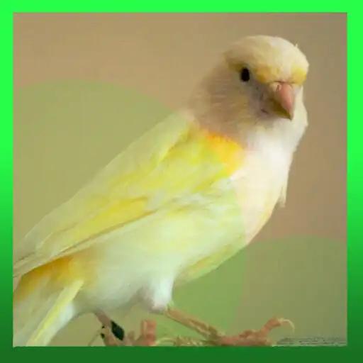 Play Canário Belga Cantando Muito APK