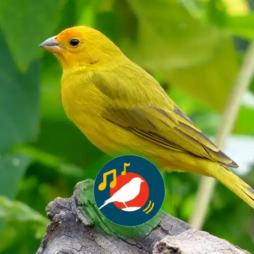 Play canário da terra cantando APK