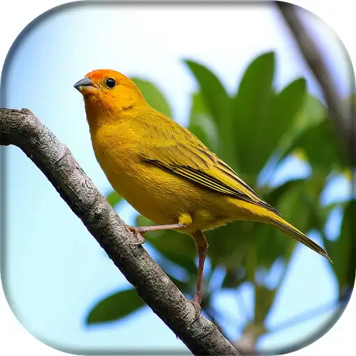 Play Canário Da Terra Estalo APK