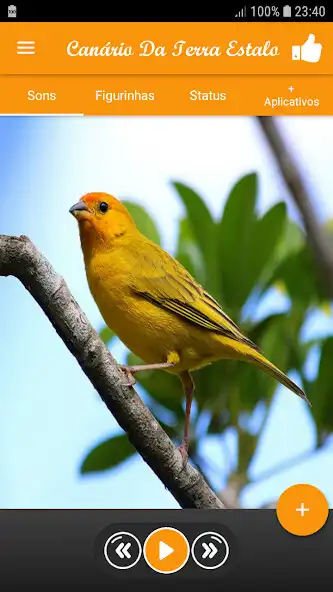 Play Canário Da Terra Estalo  and enjoy Canário Da Terra Estalo with UptoPlay