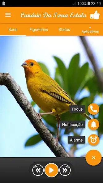 Play Canário Da Terra Estalo as an online game Canário Da Terra Estalo with UptoPlay