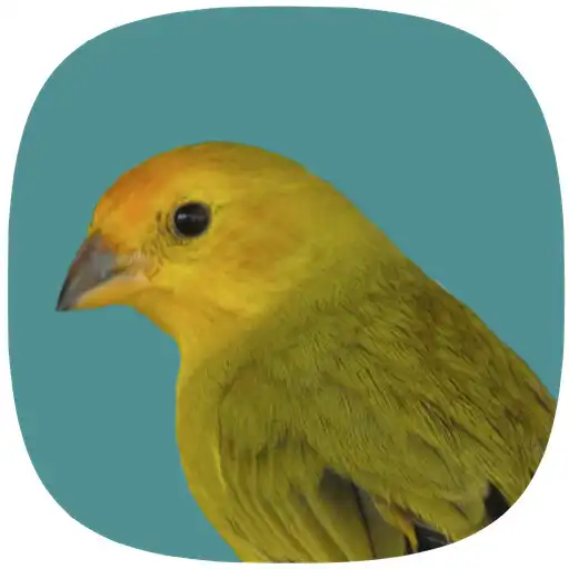 Play Canário Verdadeiro APK