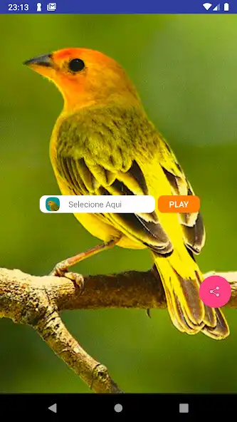 Play Canário Verdadeiro  and enjoy Canário Verdadeiro with UptoPlay