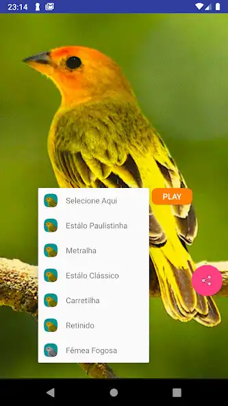 Play Canário Verdadeiro as an online game Canário Verdadeiro with UptoPlay