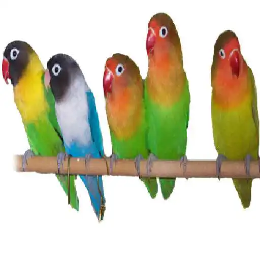 Run free android online Canto agaporni APK