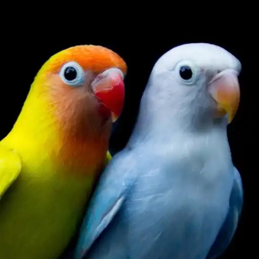 Play Canto Agapornis APK