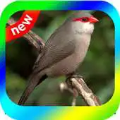 Free play online CANTO BICO DE LACRE CANTANDO MUITO APK