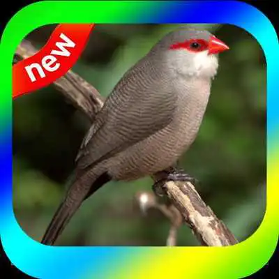 Play CANTO BICO DE LACRE CANTANDO MUITO