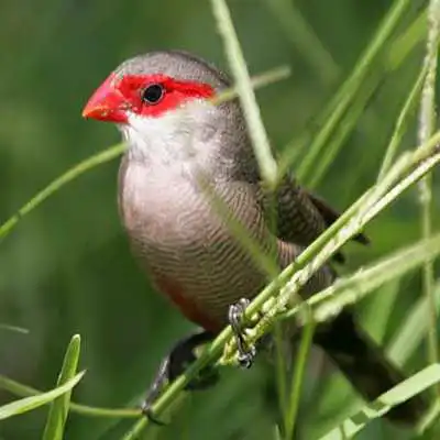 Play CANTO BICO DE LACRE CANTANDO MUITO