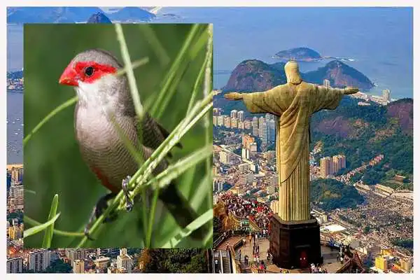 Play CANTO BICO DE LACRE CANTANDO MUITO