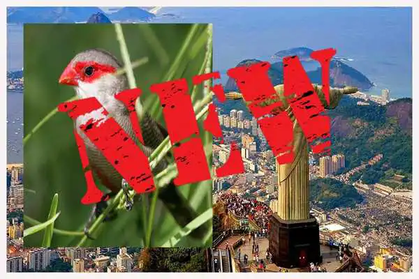 Play CANTO BICO DE LACRE CANTANDO MUITO