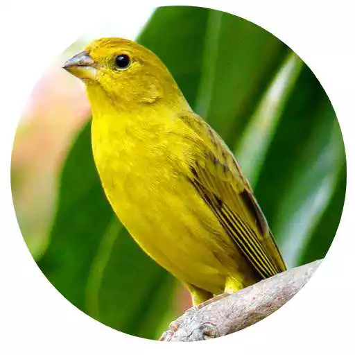 Play Canto  Canario Belga APK