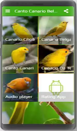 Play Canto  Canario Belga  and enjoy Canto  Canario Belga with UptoPlay