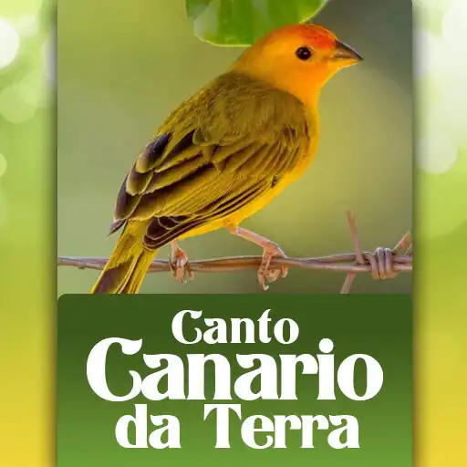 Play Canto Canario da Terra APK Play Canto Canario da Terra APK