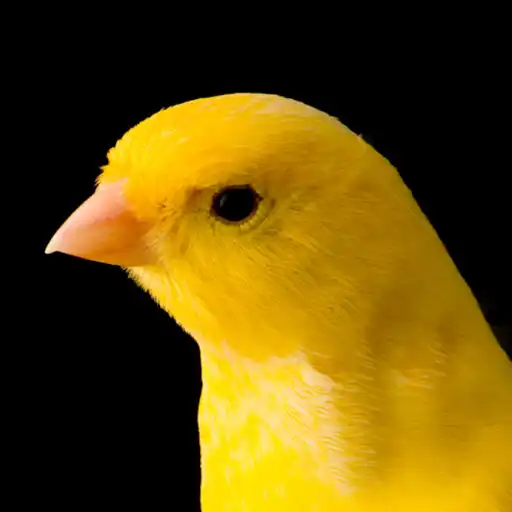 Play Canto Canario APK