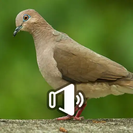 Play Canto da Juriti 24 hora APK