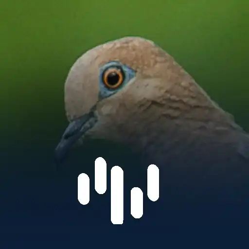 Play Canto Da Juriti Pupu APK