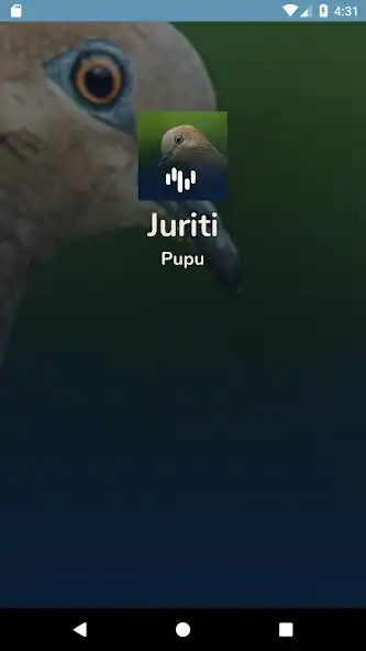Play Canto Da Juriti Pupu as an online game Canto Da Juriti Pupu with UptoPlay