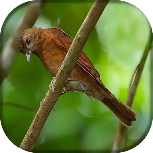 Play Canto da Sabiá da mata APK