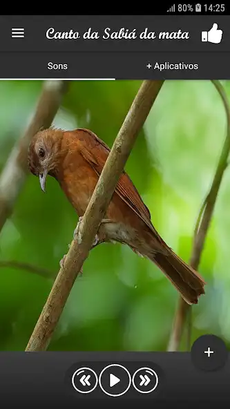 Play Canto da Sabiá da mata  and enjoy Canto da Sabiá da mata with UptoPlay