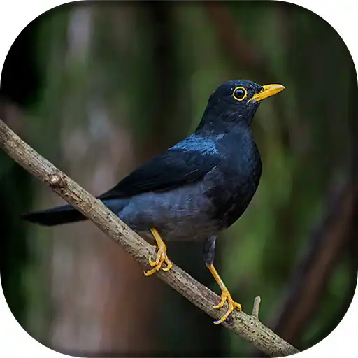 Play Canto da Sabiá Una APK