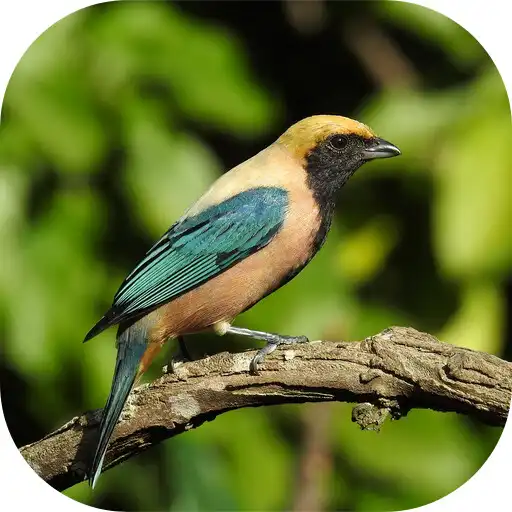 Play Canto da Saíra Amarela APK