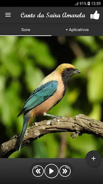 Play Canto da Saíra Amarela  and enjoy Canto da Saíra Amarela with UptoPlay