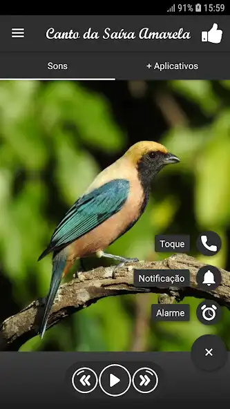 Play Canto da Saíra Amarela as an online game Canto da Saíra Amarela with UptoPlay