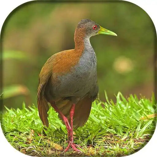 Play Canto da Saracura APK