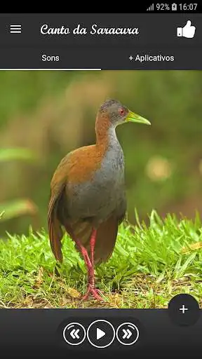 Play Canto da Saracura  and enjoy Canto da Saracura with UptoPlay