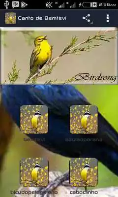 Play Canto de Bemtevi