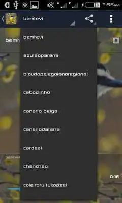 Play Canto de Bemtevi