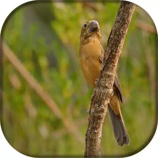 Play Canto de Bicudo Fêmea APK