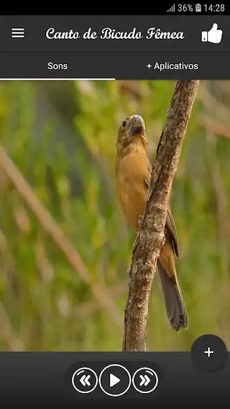Play Canto de Bicudo Fêmea  and enjoy Canto de Bicudo Fêmea with UptoPlay